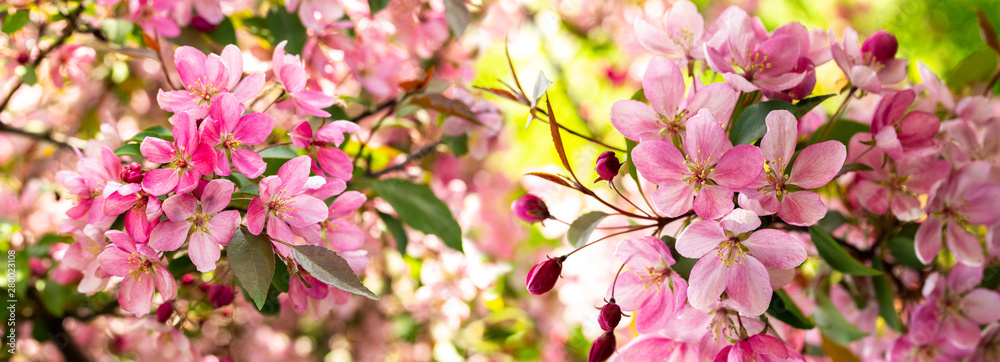 Φωτογραφία Branches of apple blossoming crab pink flowers