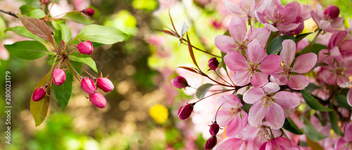 Fotografija Panorama of a blooming apple tree with pink crab flowers and unopened buds