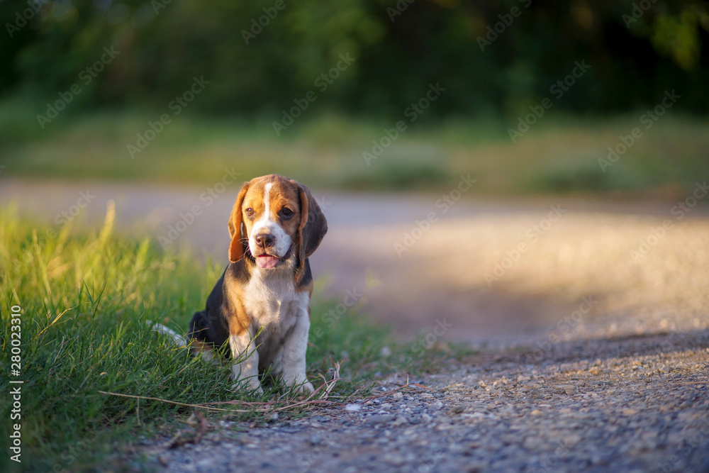 An adorable beagle puppy sitting  outdoor on the grass field under the evening sunlight .