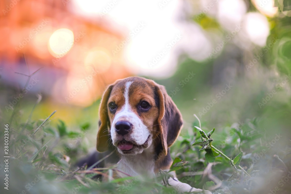 Portrait an adorable beagle puppy lying  outdoor on the grass field under the evening sunlight .