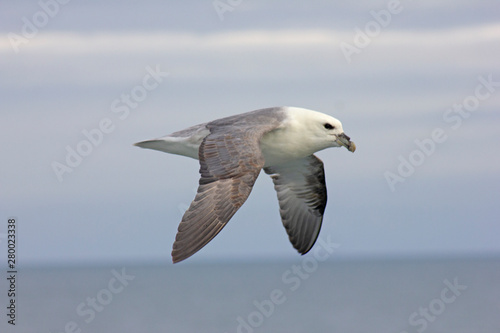 Northern Fulmar (Fulmarus glacialis), near Iceland