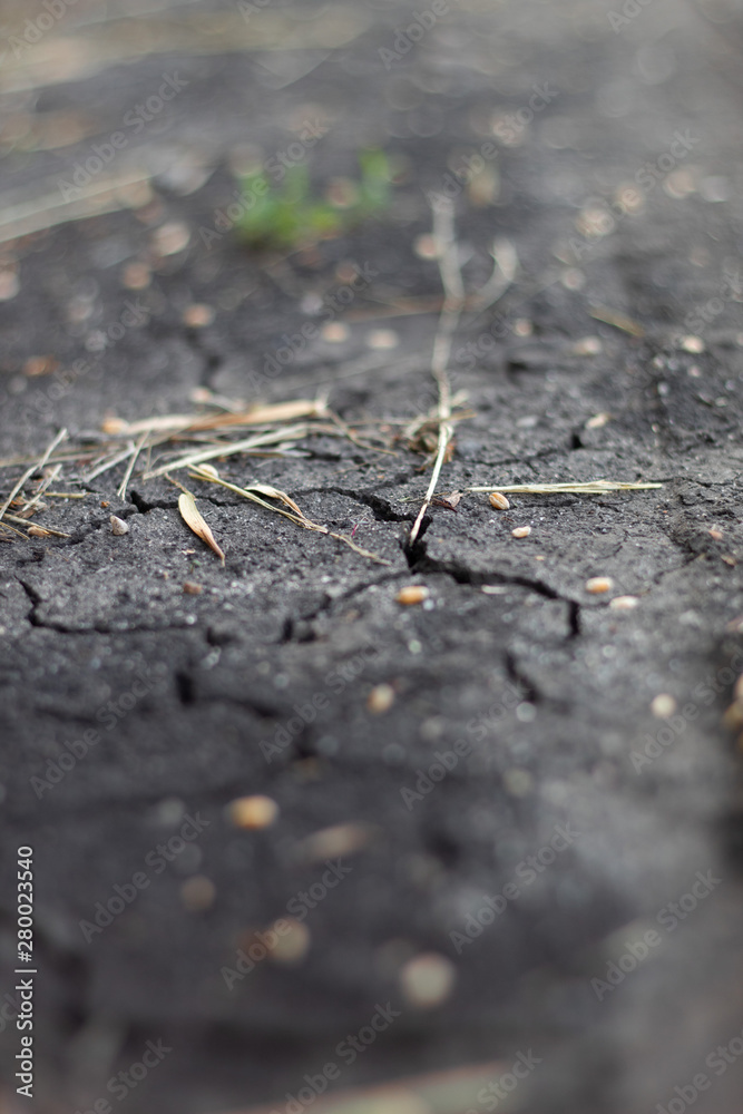plant sprouting through the earth in the cracks