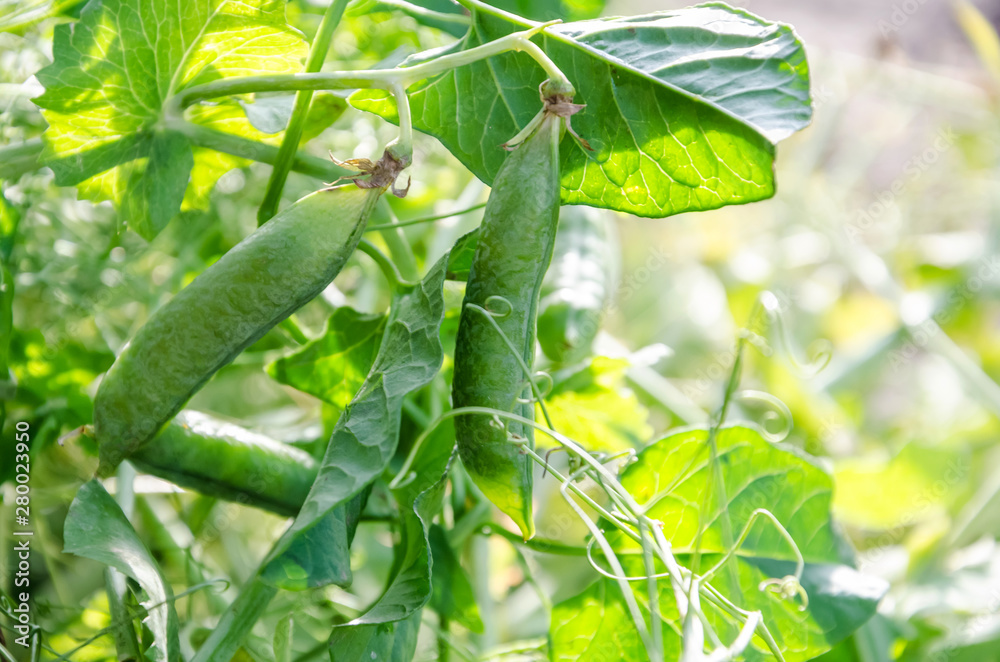 green pea pods. Young peas grow in the garden. green pea pods. Young peas grow in the garden.