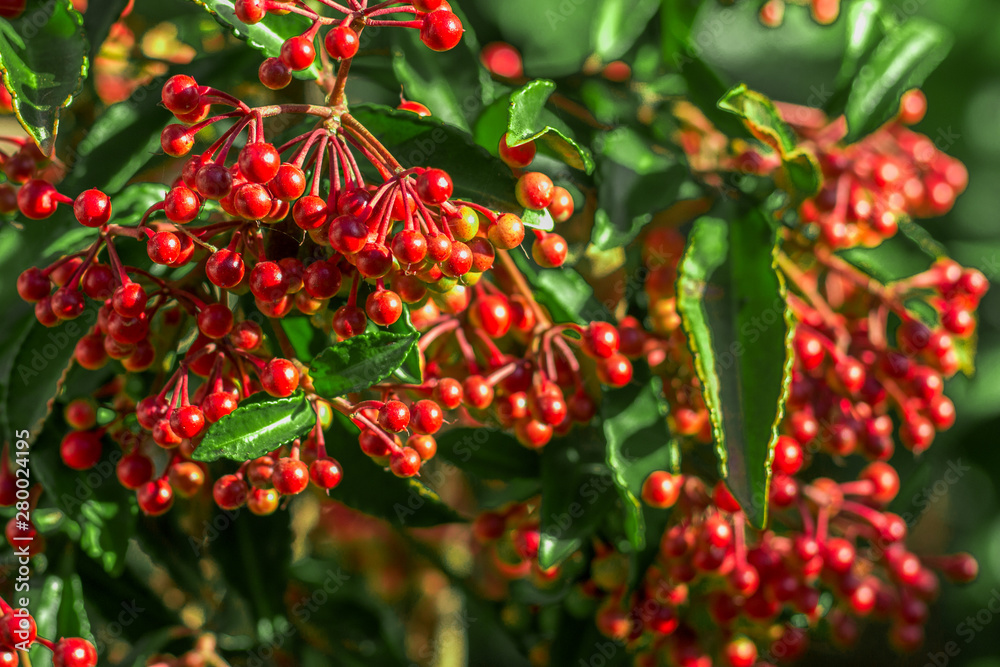 Obraz premium red berries with blurred background