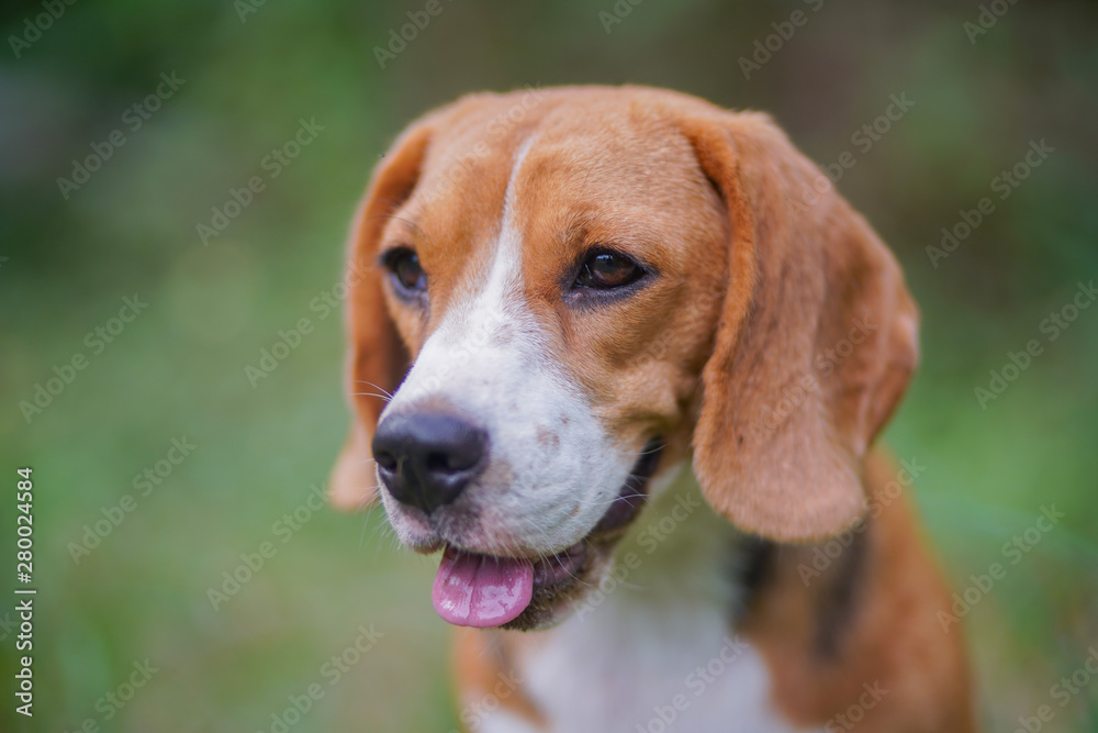 Headshot portrait of beagle dog outdoor in the park .