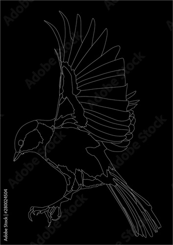 illustration with great tit in flight white outline