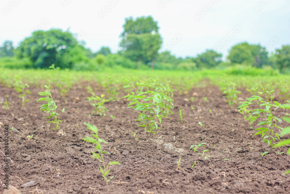 Pigeon pea tree in the agricultural field Pigeon pea tree in the agricultural field
