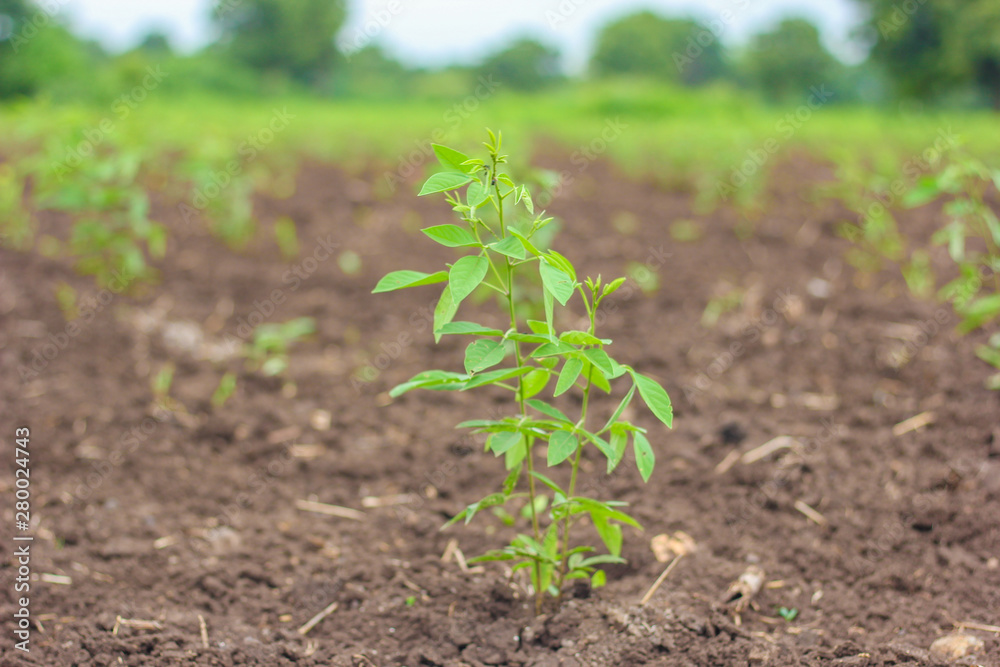 Pigeon pea tree in the agricultural field Pigeon pea tree in the agricultural field