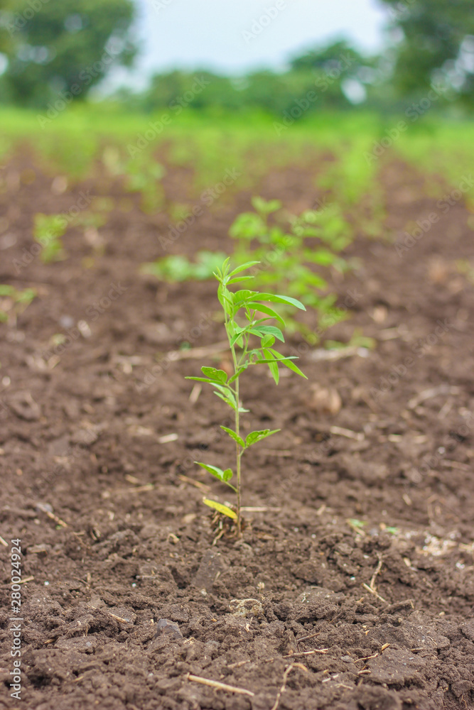 Pigeon pea tree in the agricultural field Pigeon pea tree in the agricultural field