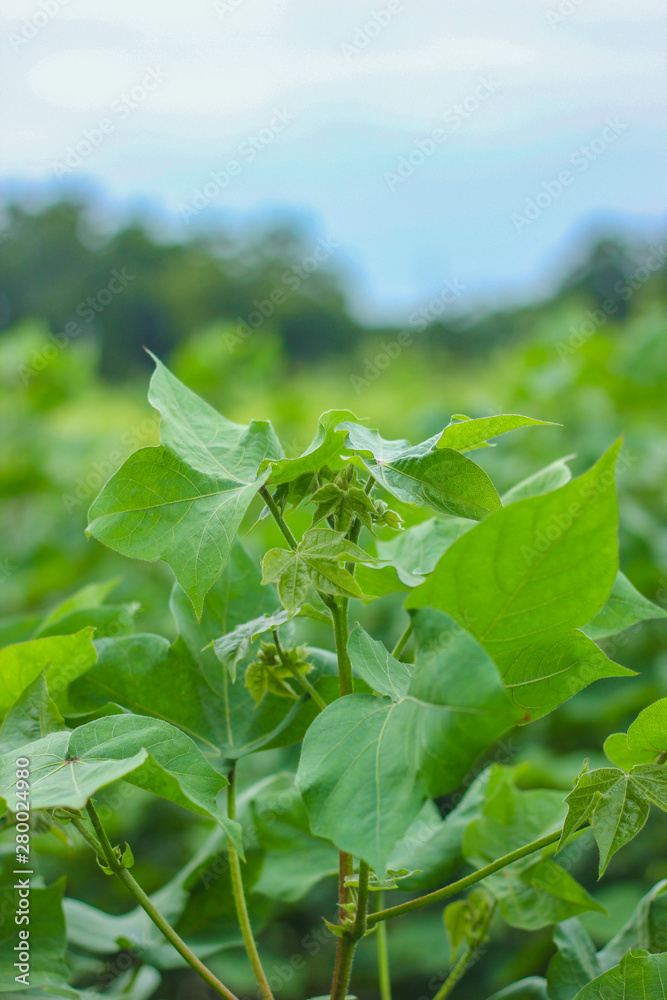 Obraz premium Row of growing Cotton field in India.