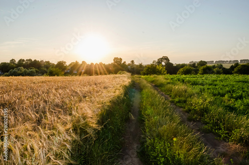 sunny sunset in the field