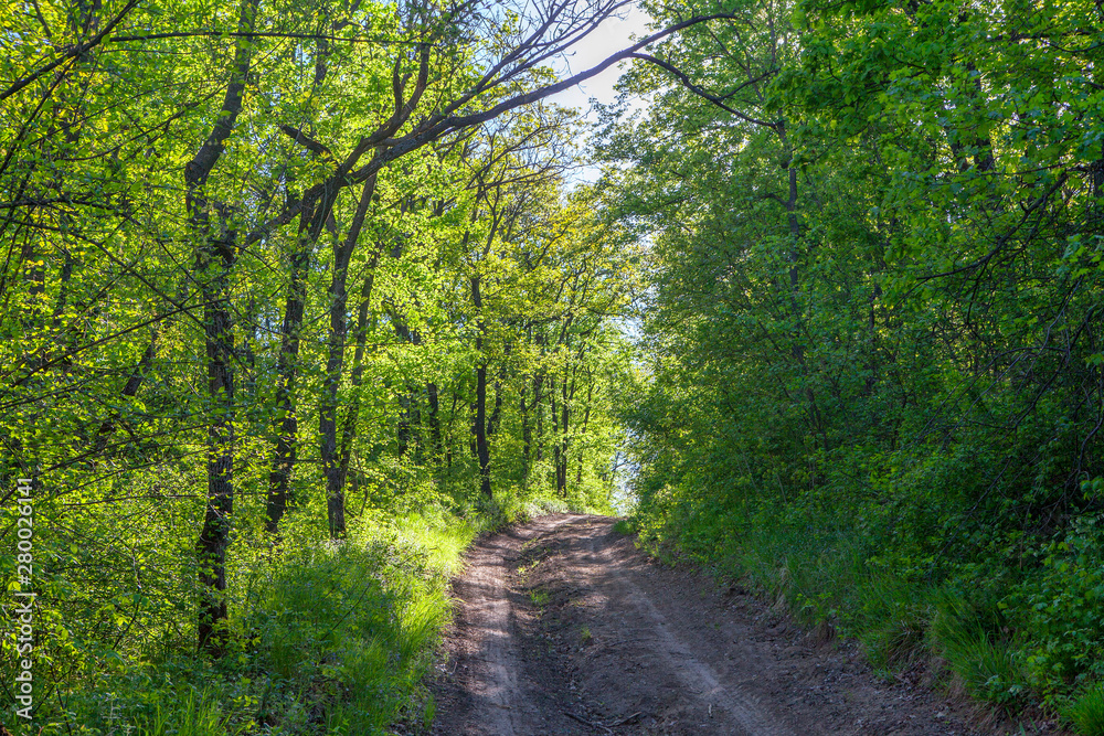 Obraz premium walking path in the green forest