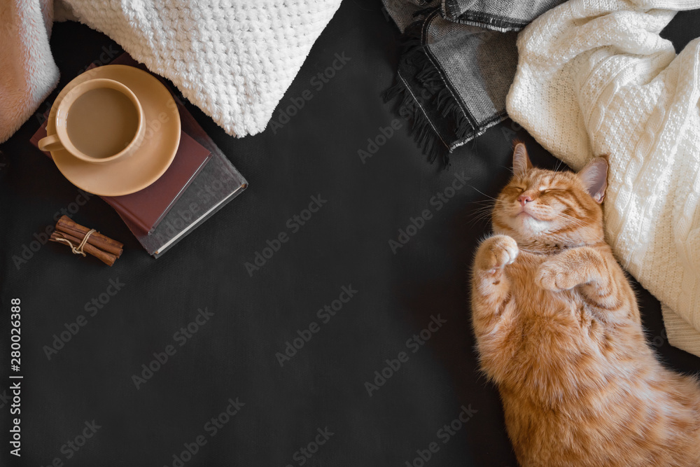 Ginger cat sleeping - obrazy, fototapety, plakaty 