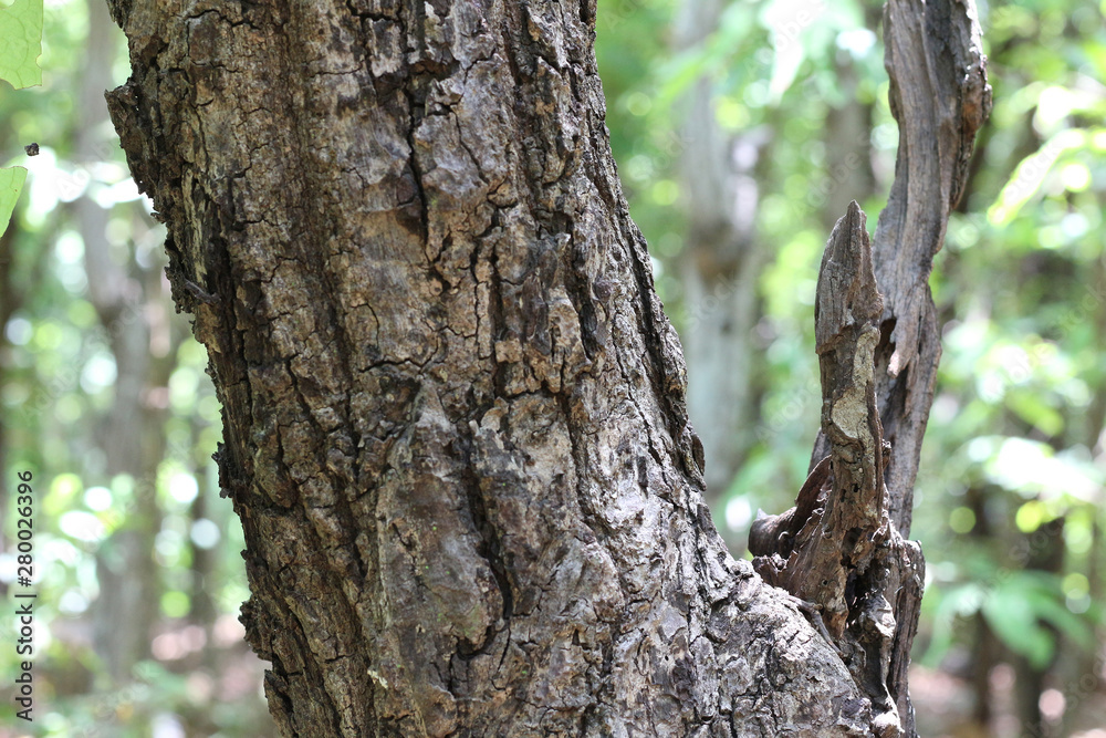 Summer tree trunk texture background. Summer tree trunk texture background.