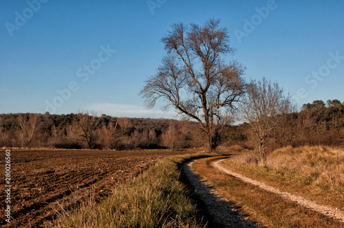 Un joli arbre dans un champ - un chemin traverse le paysage