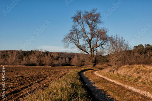 Un joli arbre dans un champ - un chemin traverse le paysage photo