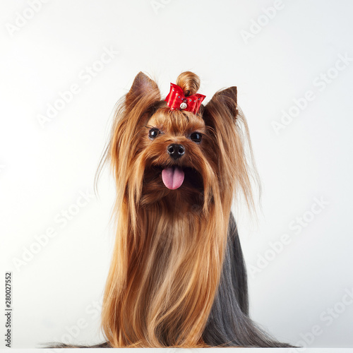 Yorkshire Terrier isolated on white