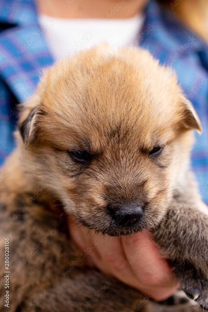 Russia, Moscow. Cute puppy in the hands of on backdrop of jacket Russia, Moscow. Cute puppy in the hands of on backdrop of jacket