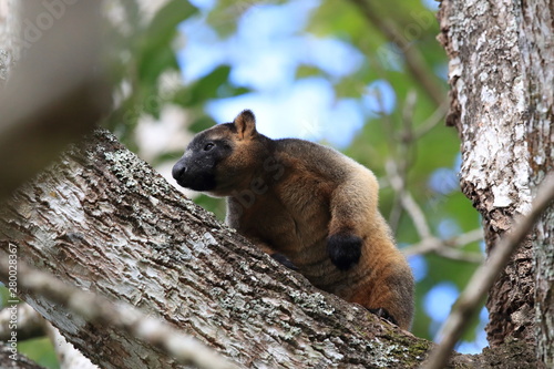 A Lumholtz's tree-kangaroo (Dendrolagus lumholtzi) rests high in a tree in a dry forest  Queensland, Australia photo