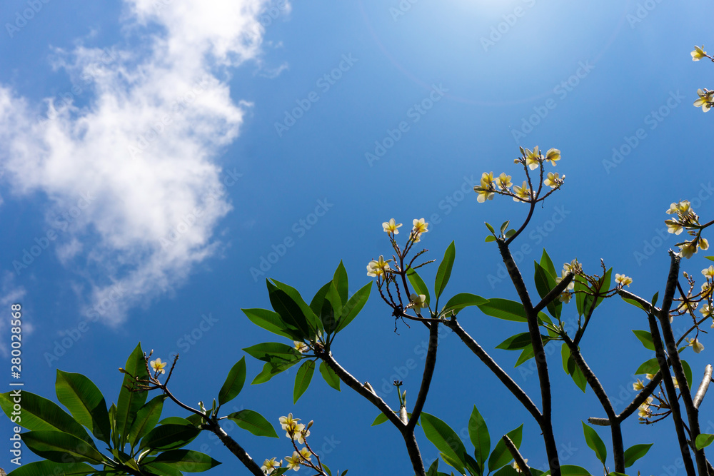Plumeria flowers and blue sky background Plumeria flowers and blue sky background