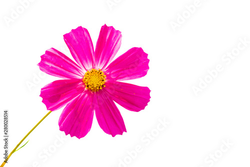 delicate pink flower isolated on white background