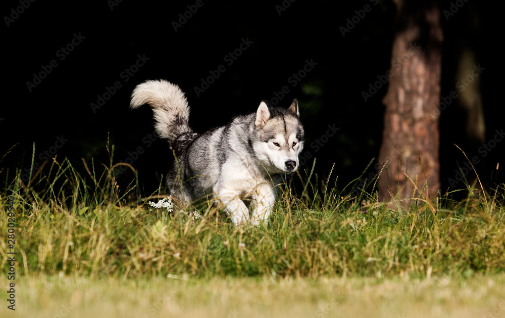 Obraz premium dog in the grass Alaskan Malamute breed