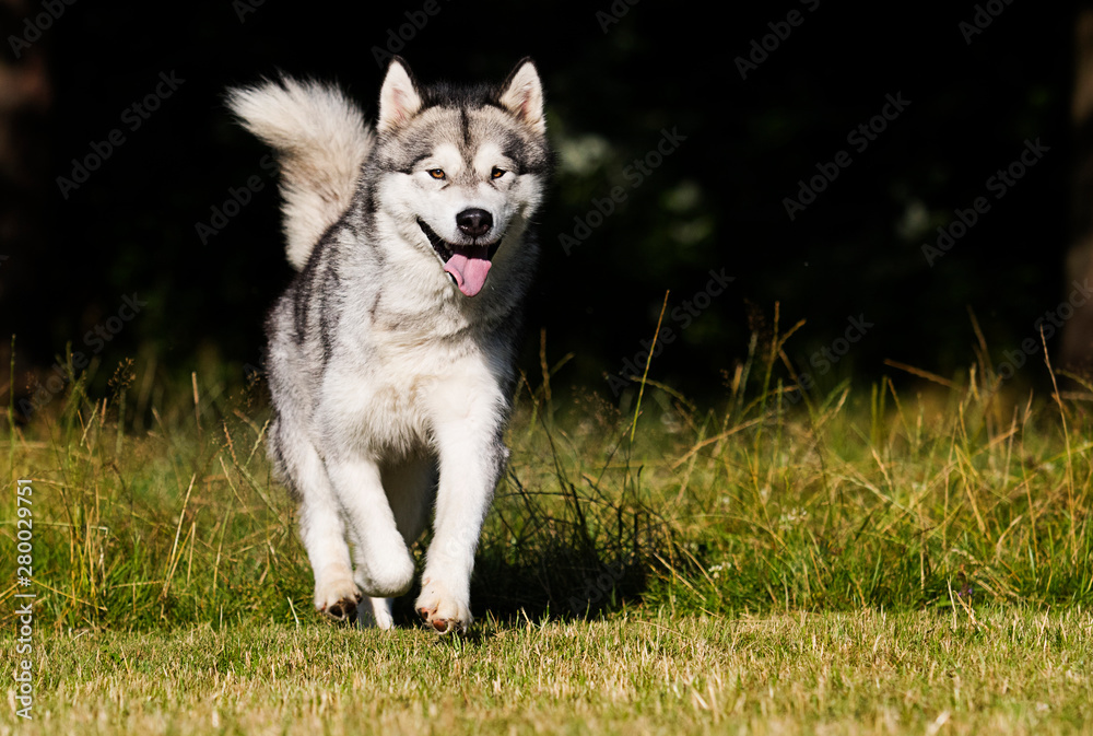 dog in the grass Alaskan Malamute breed