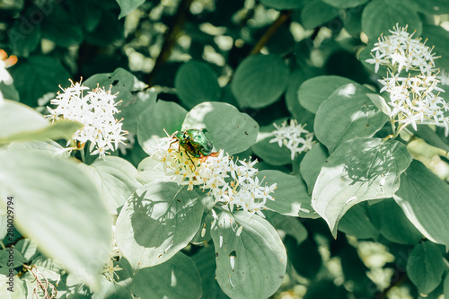 green bug on leaves photo