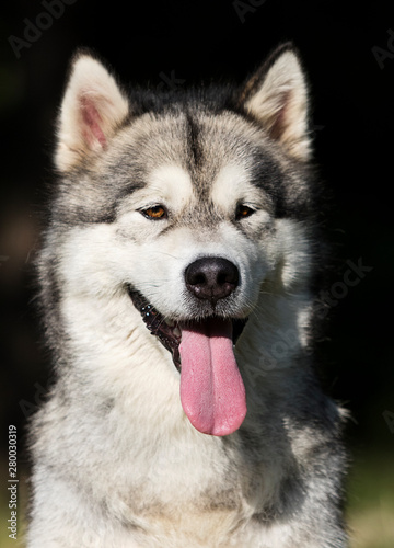 portrait dog in grass Alaskan Malamute breed