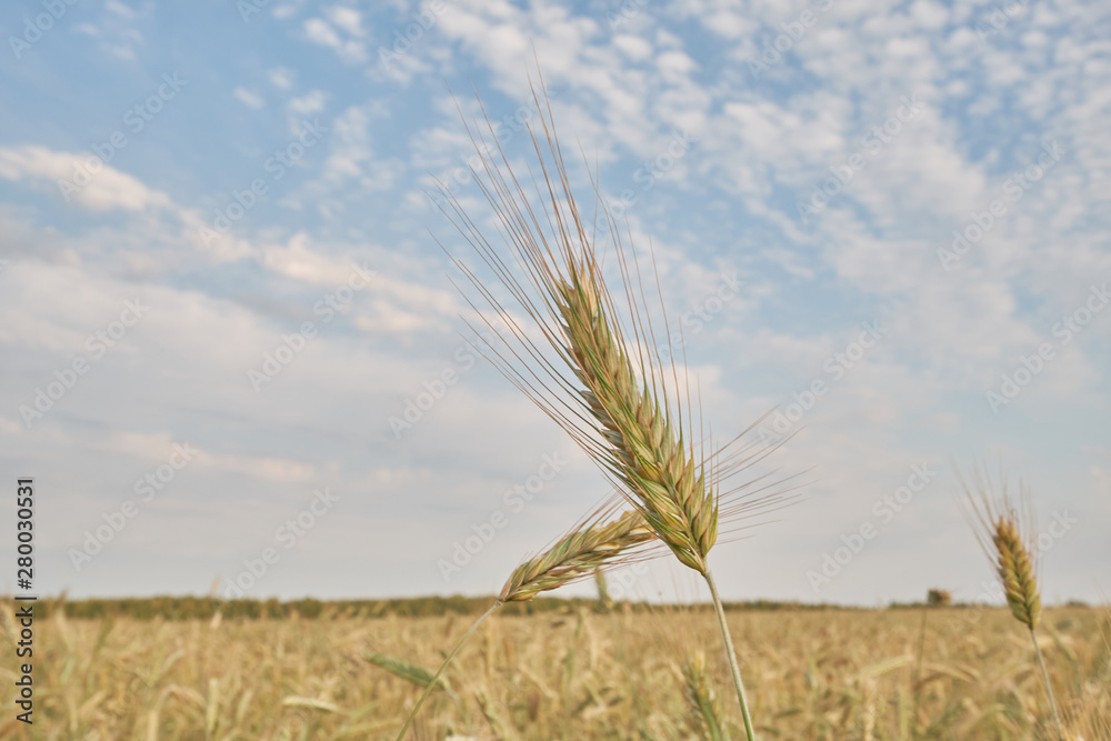 Spike of grain in the sunset light. Grain at sunset Spike of grain in the sunset light. Grain at sunset