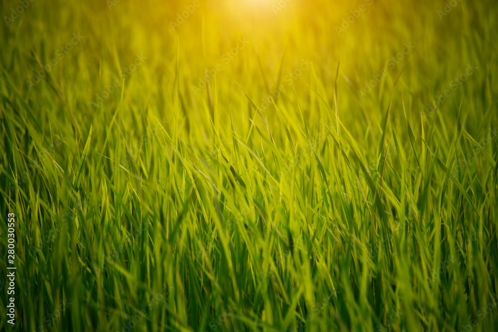 Golden field of grasses at sunset