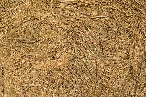 Background of compressed straw. background agriculture