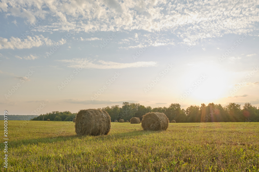 roll of hay on the field in sunset light. Agriculture