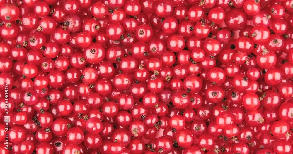 Closeup of ripe juicy berries of red currant Closeup of ripe juicy berries of red currant