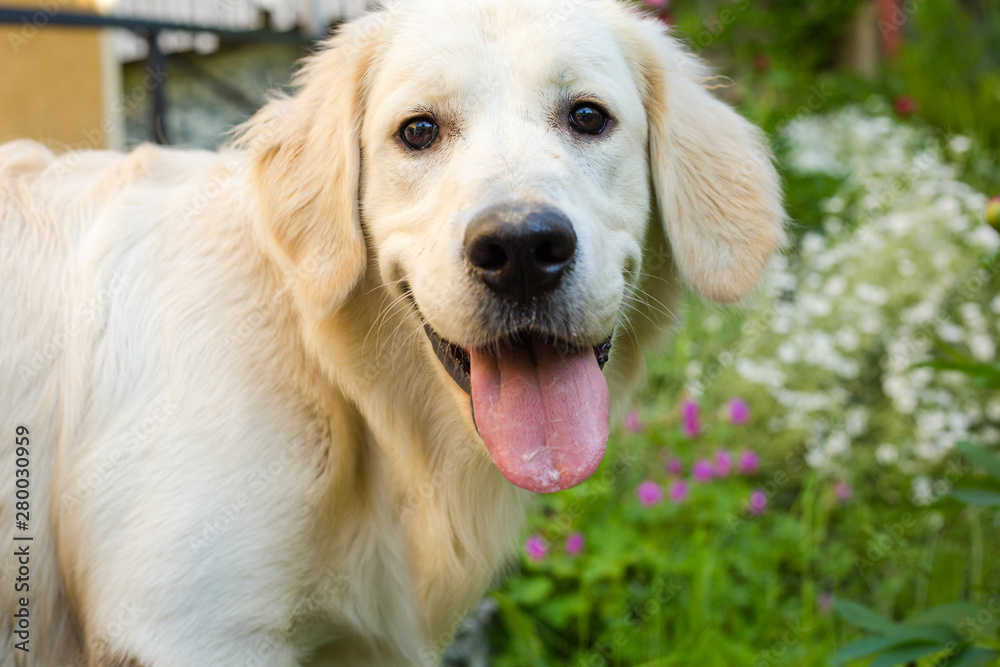 Cute white labrador with opened mouth and tongue out standing in courtyard Cute white labrador with opened mouth and tongue out standing in courtyard