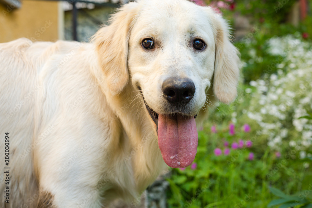 Cute white labrador with opened mouth and tongue out standing in courtyard Cute white labrador with opened mouth and tongue out standing in courtyard