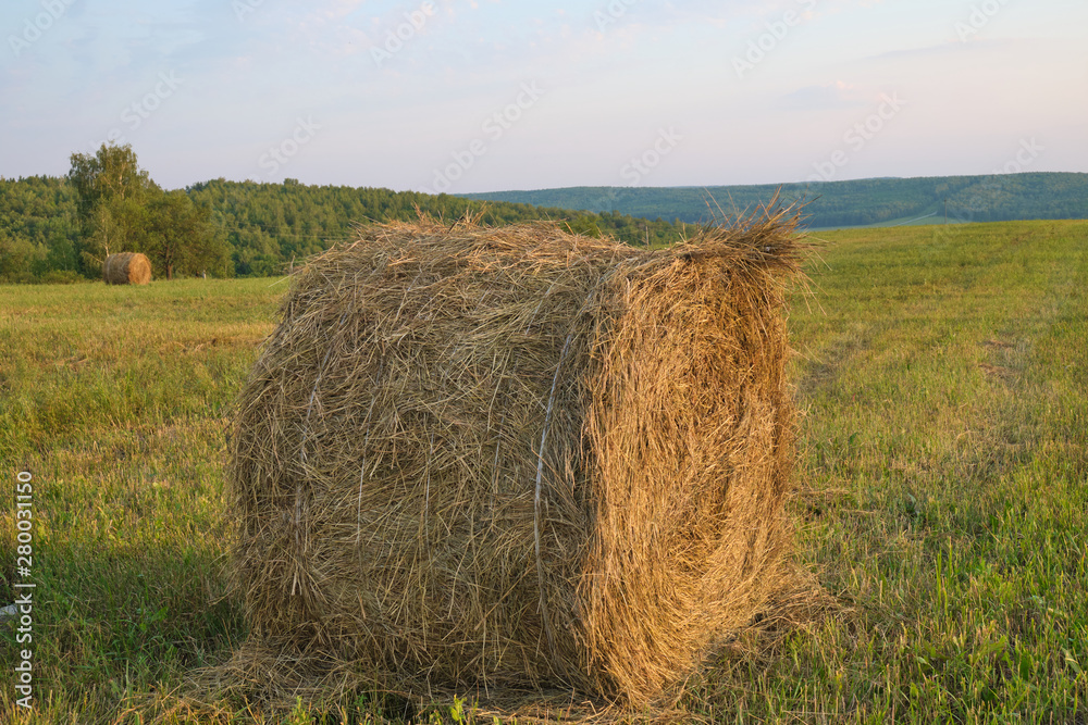 roll of hay on the field in sunset light. Agriculture