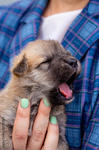 Russia, Moscow. Cute puppy in the hands of on backdrop of jacket