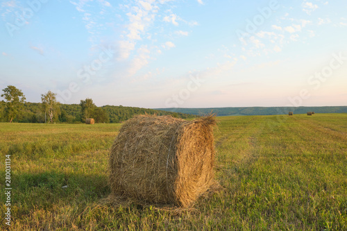 roll of hay on the field in sunset light. Agriculture