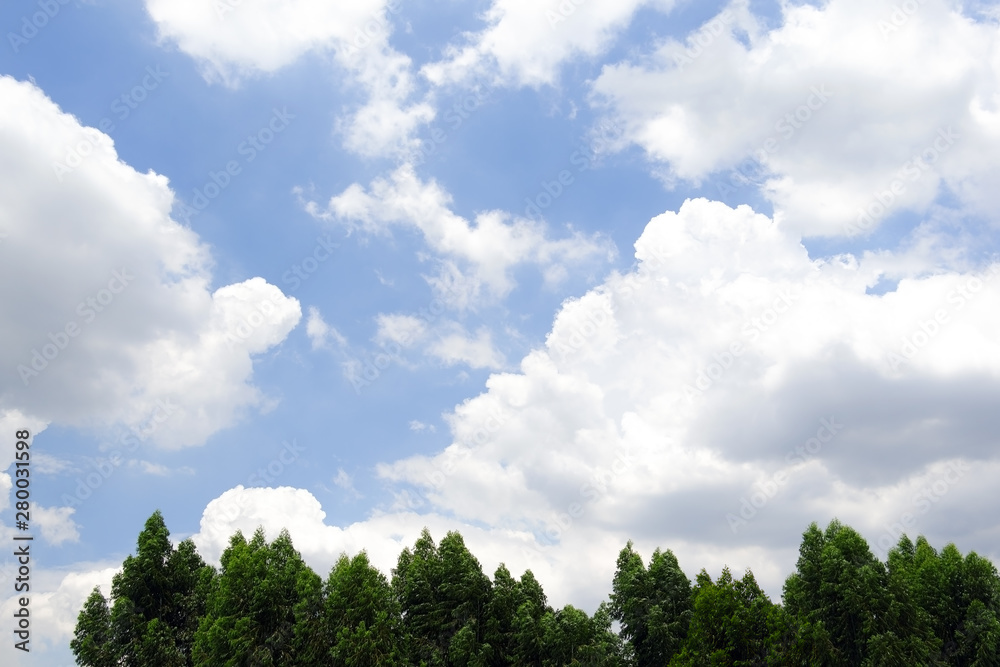 Green trees on blue sky and cloud background Green trees on blue sky and cloud background