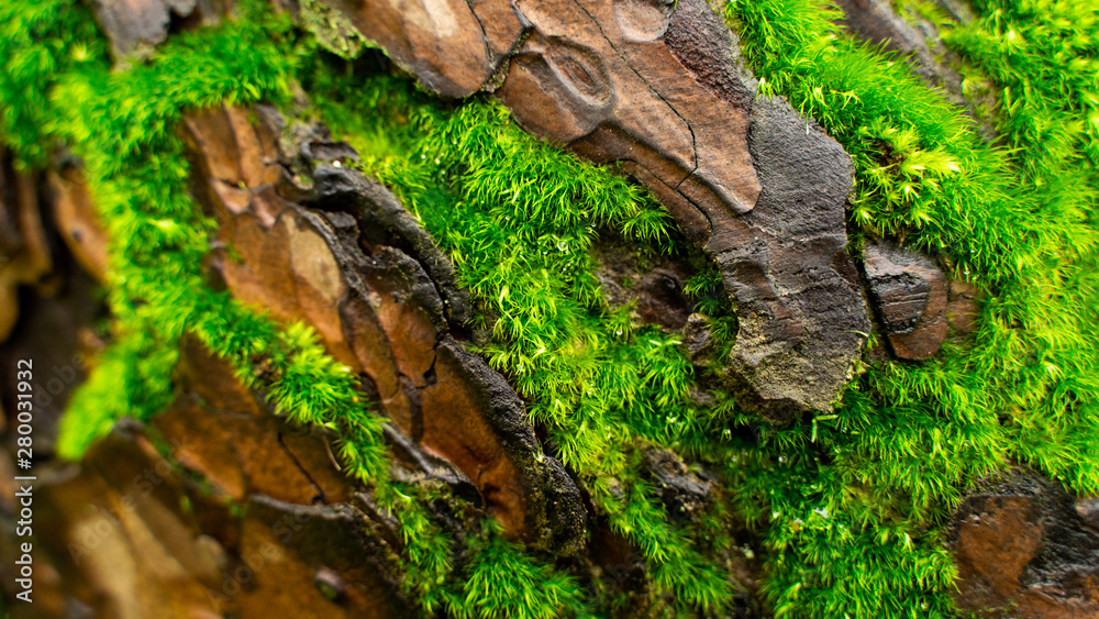 Green moss inserted along the pine tree bark.close-up Green moss inserted along the pine tree bark.close-up