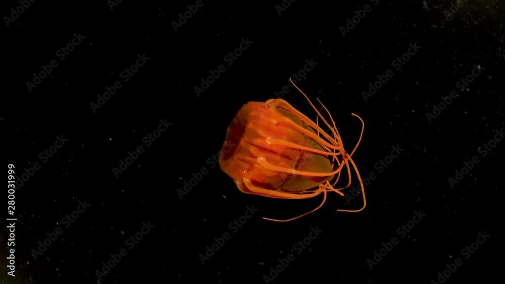 Venomous and luminescent deep sea Helmet JellyFish 'Periphylla periphylla'