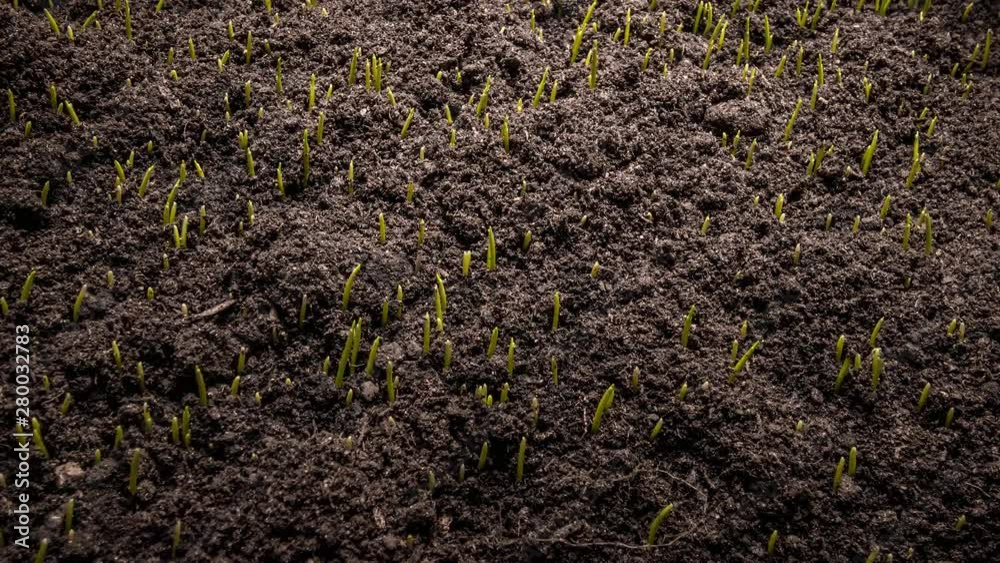 Time-lapse of growing green Wheat. Beginning new life. Zoom out. Close-up. 4K Time-lapse of growing green Wheat. Beginning new life. Zoom out. Close-up. 4K