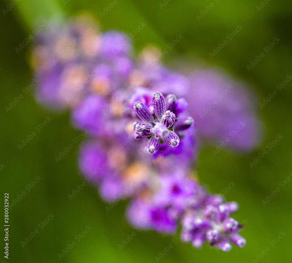 Fototapeta premium close up of purple levander on green background