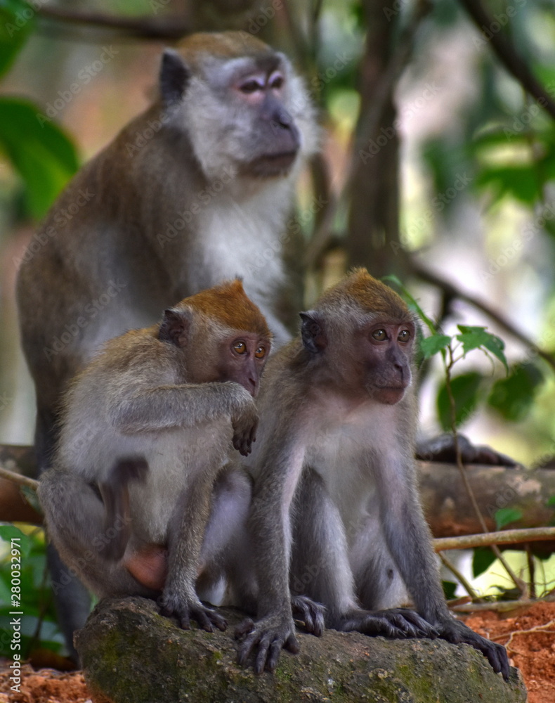 Family of macaque monkeys sitting together