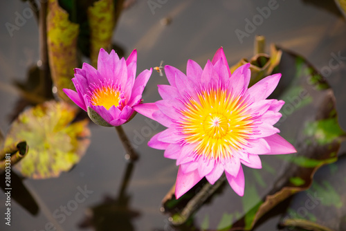 Pink water lily flower and bee in pool