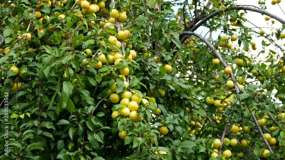 fruitful plum tree and lots of plums, fruitful plum tree and lots of plums,