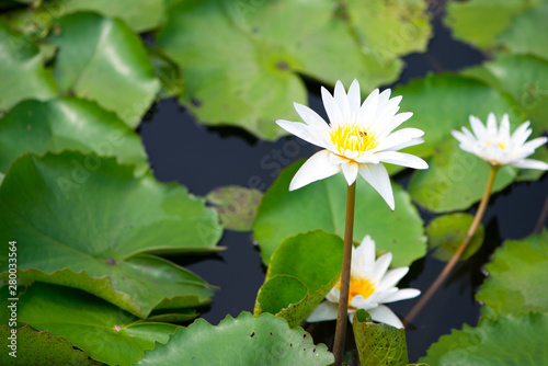 Water lily Lotus or Waterlily flower in pool