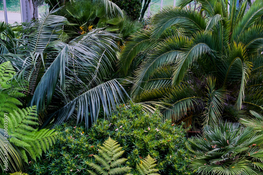 Tropical plants and palm trees in the botanical garden in Geneva. Beautiful prroda and travel.