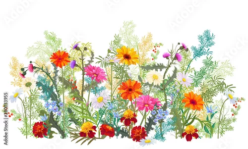 Obraz Pozioma jesienna granica: nagietek, osty, gerbera, kwiaty stokrotki, małe zielone gałązki, czerwone jagody na białym tle. Cyfrowego remis, ilustracja w akwarela stylu, panoramiczny widok, wektor